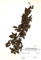 藏品(玉山鋪地蜈蚣)的圖片